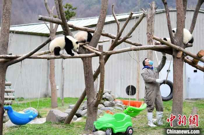 饲养员给大熊猫宝宝检查身体状况。 李传有 摄 中国大熊猫保护研究中心:疫情对圈养大熊猫的繁育间接影响较大